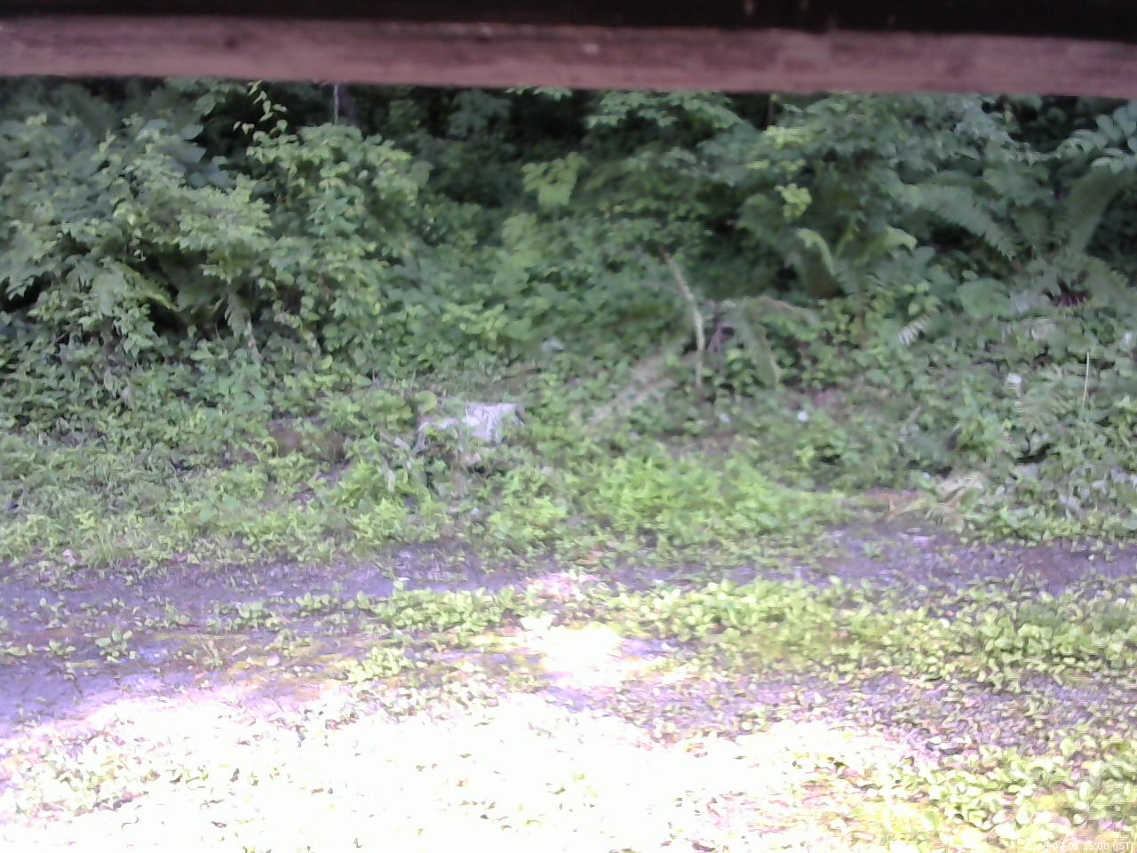 長野県菅平高原 ゆたか山荘 東側(坂下) 2026/07/08 15:00