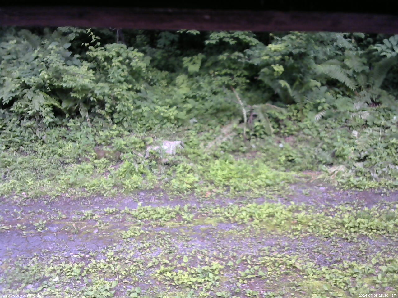 長野県菅平高原 ゆたか山荘 東側(坂下) 2026/07/08 15:30