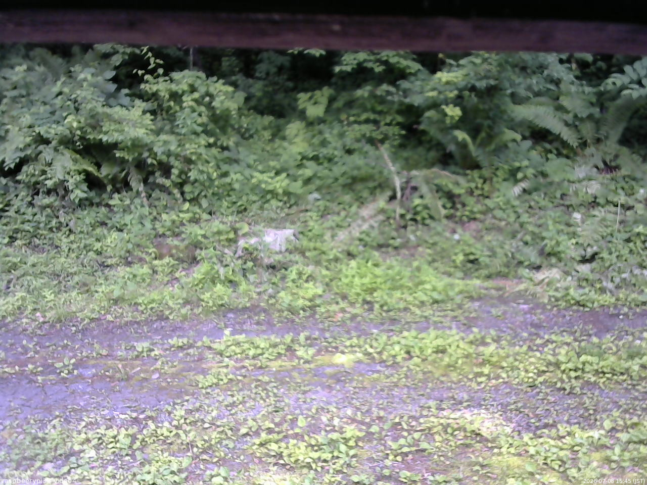 長野県菅平高原 ゆたか山荘 東側(坂下) 2026/07/08 15:45