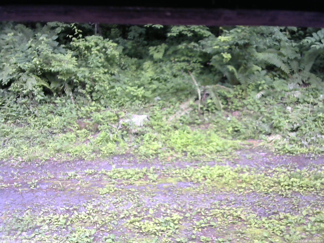 長野県菅平高原 ゆたか山荘 東側(坂下) 2026/07/08 16:00