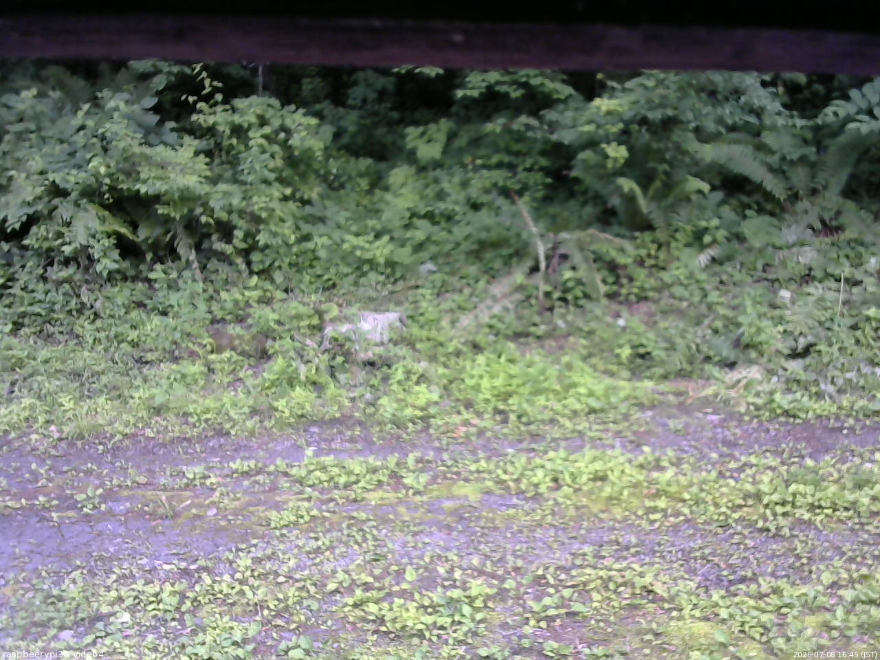長野県菅平高原 ゆたか山荘 東側(坂下) 2026/07/08 16:45