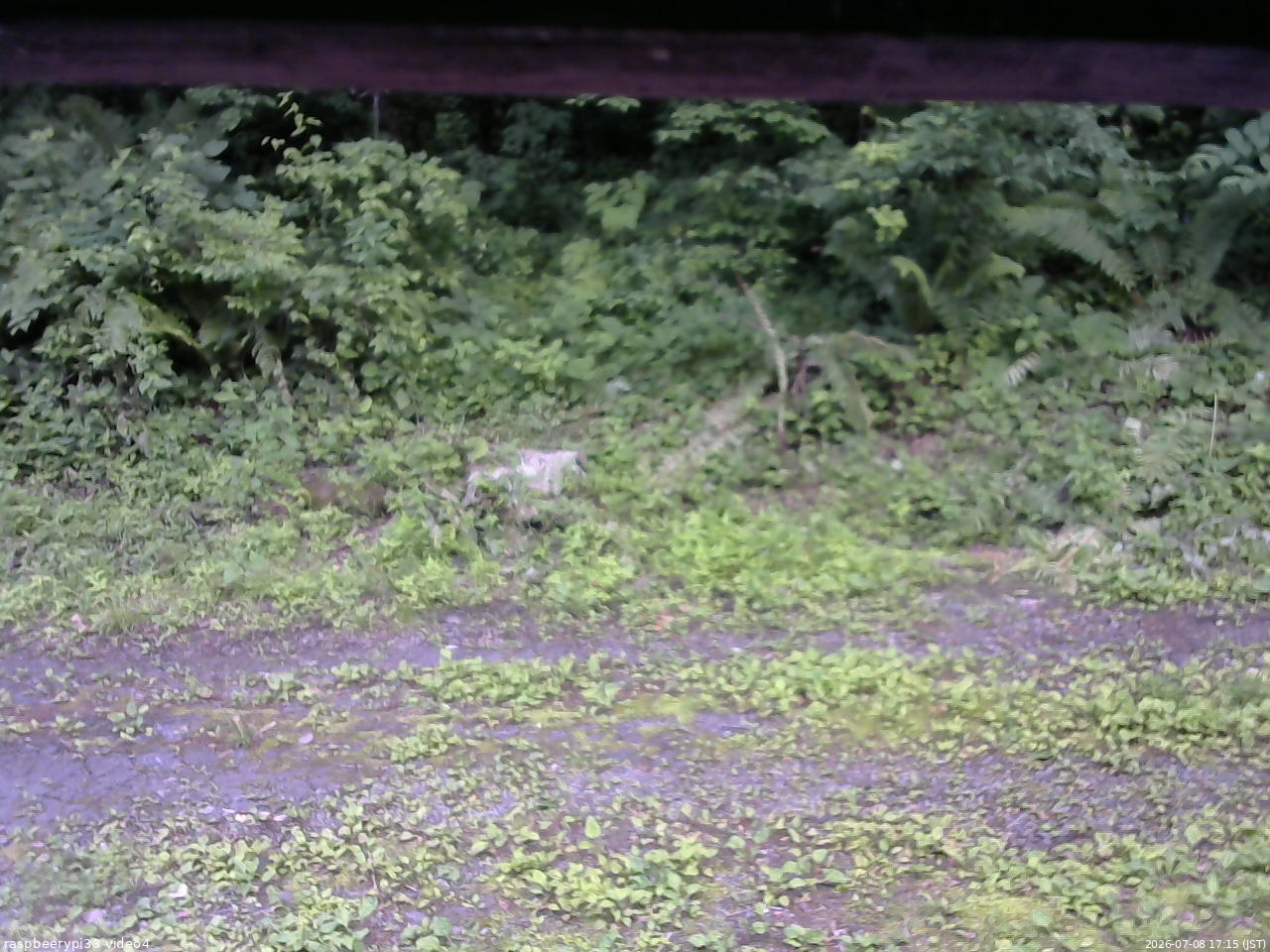 長野県菅平高原 ゆたか山荘 東側(坂下) 2026/07/08 17:15