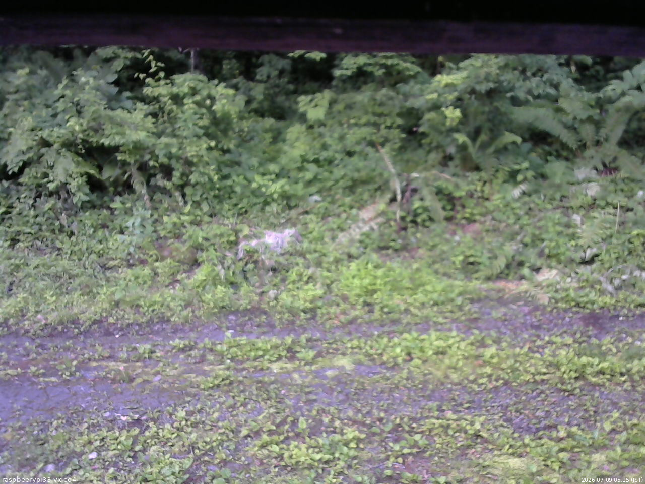長野県菅平高原 ゆたか山荘 東側(坂下) 2026/07/09 05:15