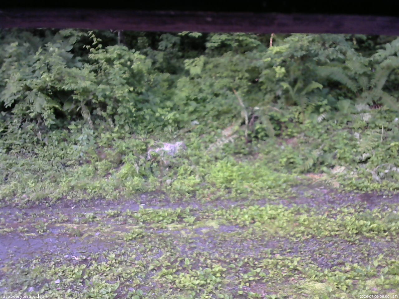 長野県菅平高原 ゆたか山荘 東側(坂下) 2026/07/09 06:00