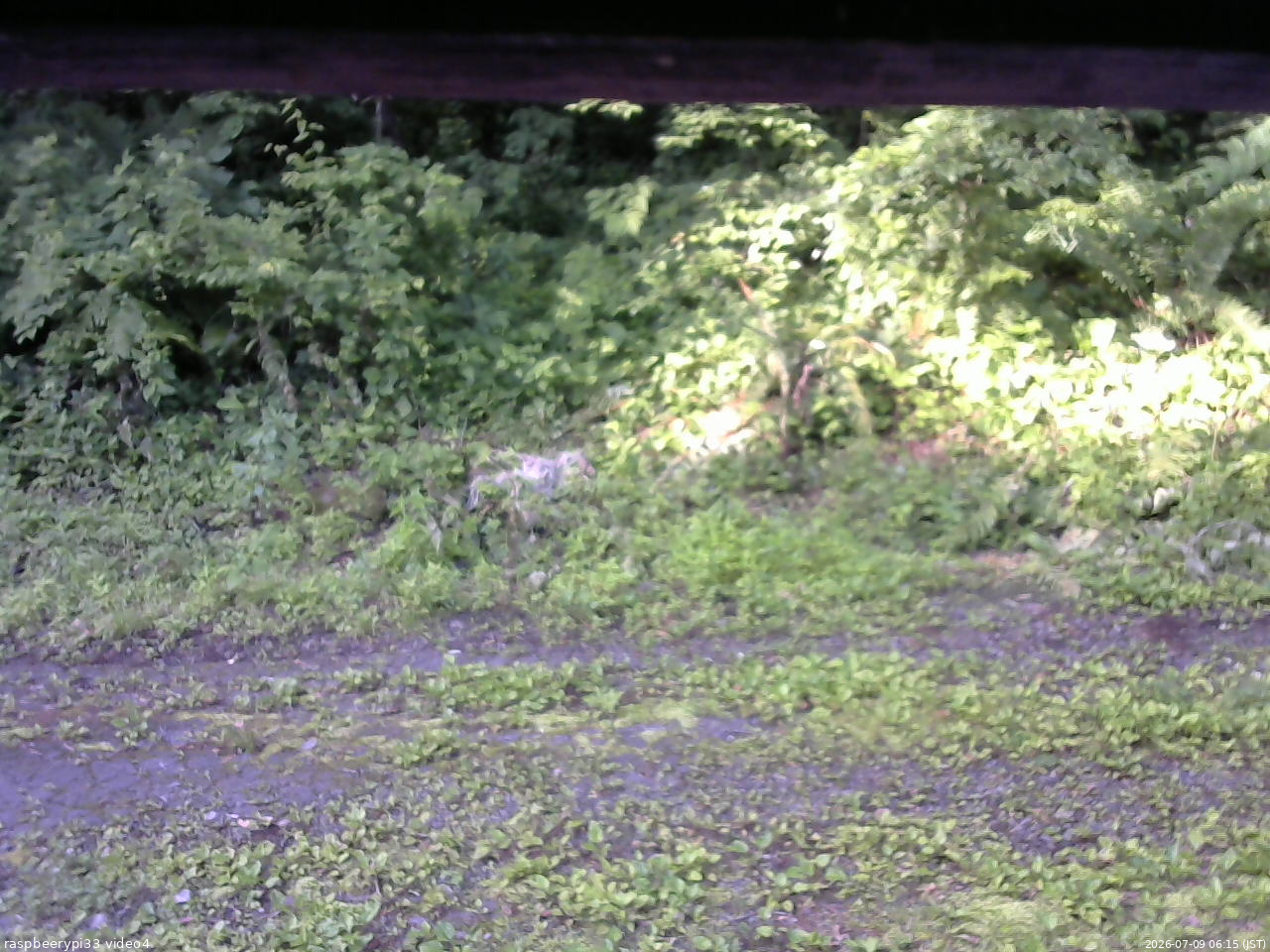 長野県菅平高原 ゆたか山荘 東側(坂下) 2026/07/09 06:15
