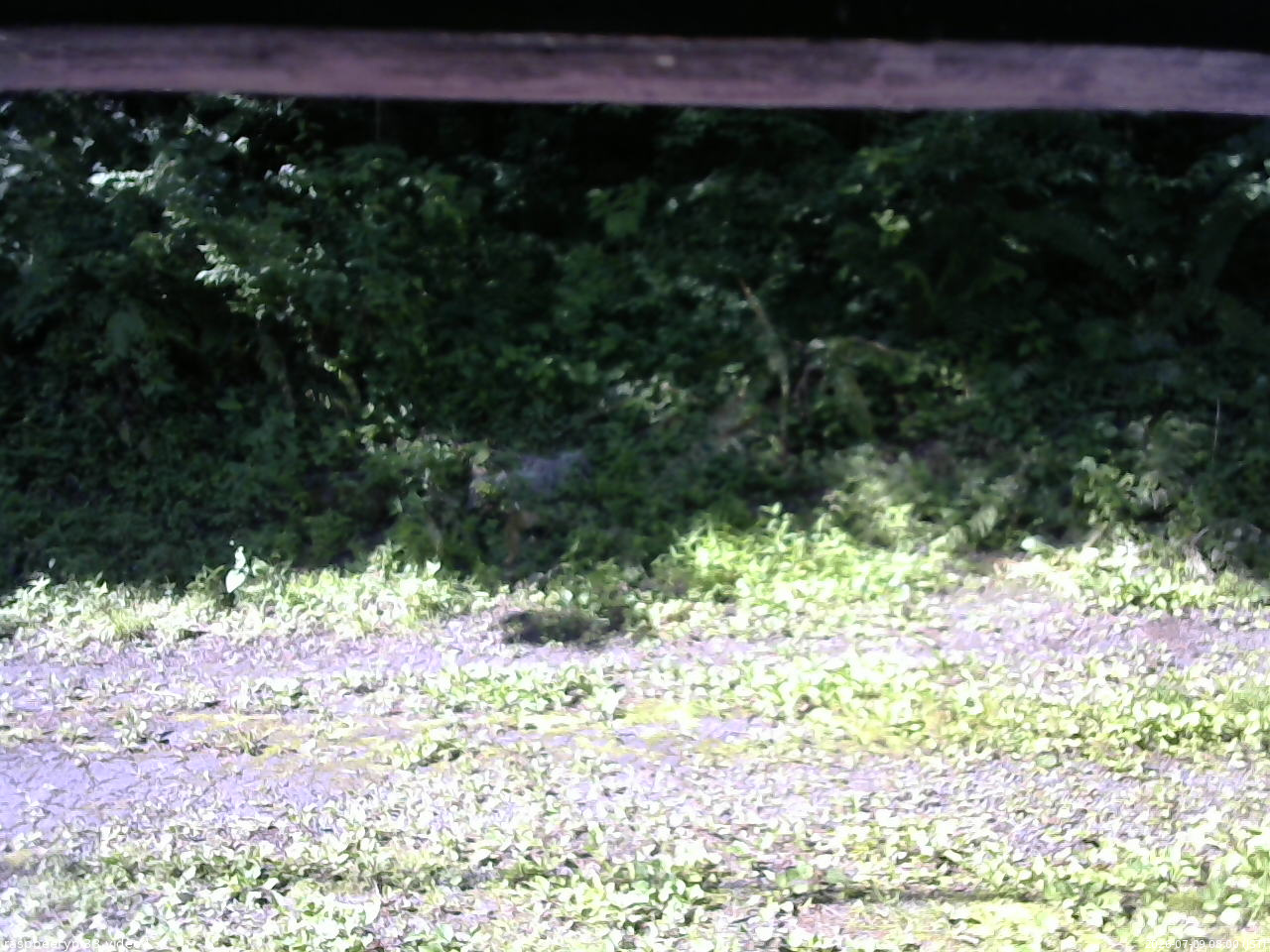 長野県菅平高原 ゆたか山荘 東側(坂下) 2026/07/09 08:00