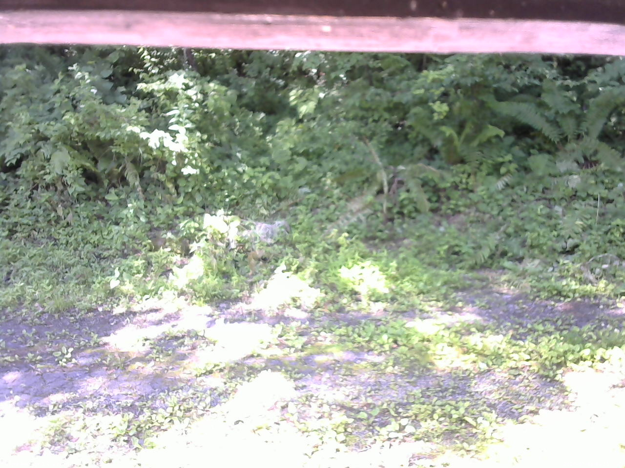 長野県菅平高原 ゆたか山荘 東側(坂下) 2026/07/09 09:15