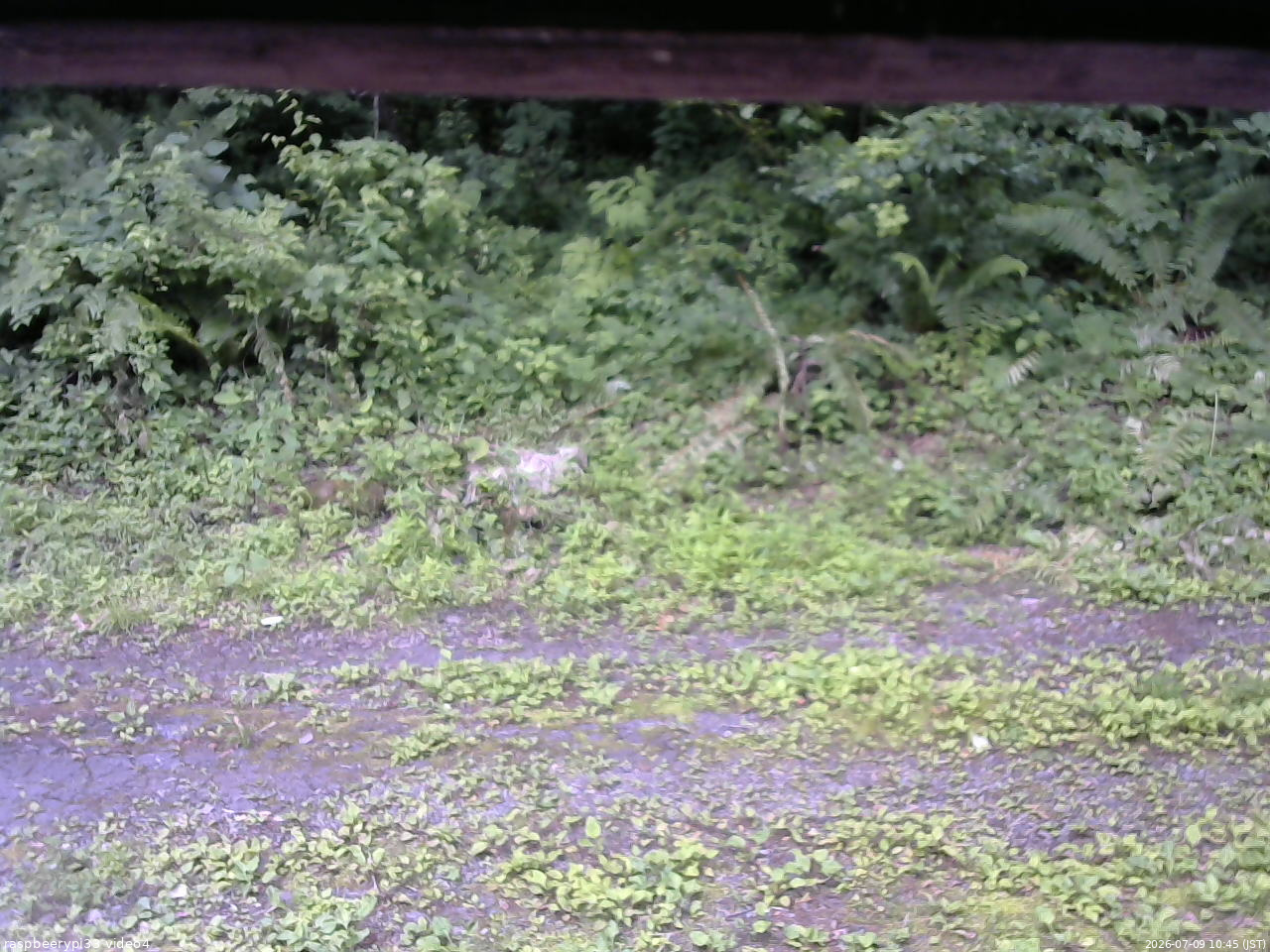 長野県菅平高原 ゆたか山荘 東側(坂下) 2026/07/09 10:45