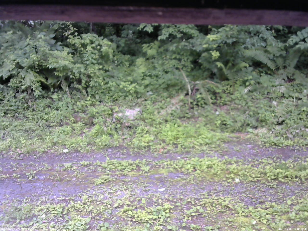 長野県菅平高原 ゆたか山荘 東側(坂下) 2026/07/09 12:00