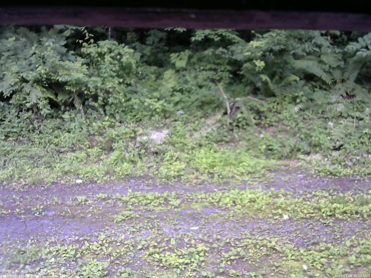 長野県菅平高原 ゆたか山荘 東側(坂下) 2026/07/09 12:15