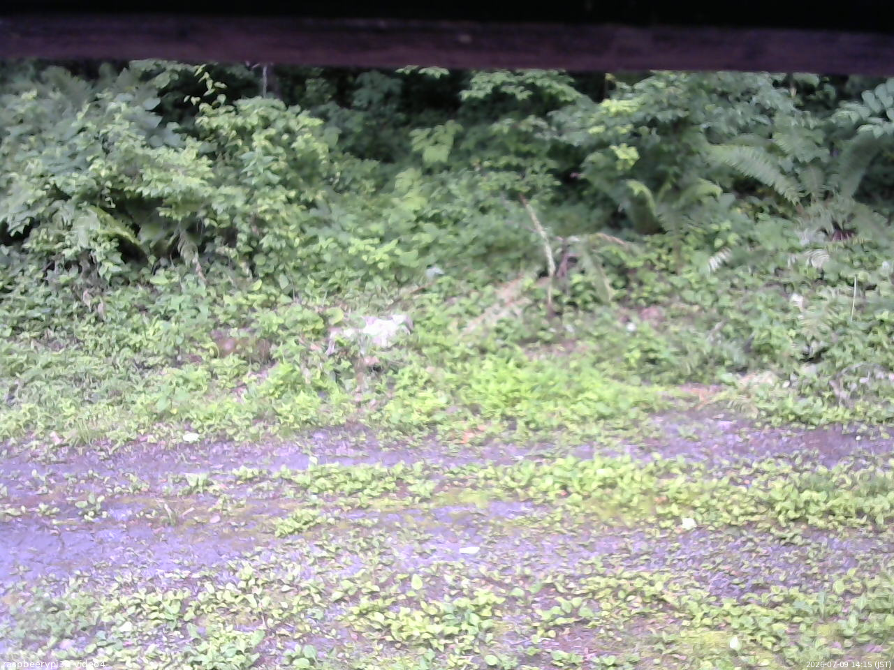 長野県菅平高原 ゆたか山荘 東側(坂下) 2026/07/09 14:15