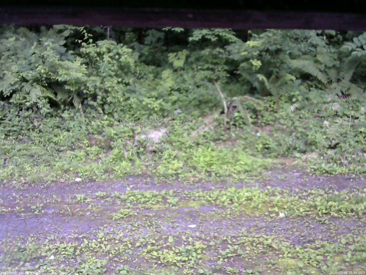 長野県菅平高原 ゆたか山荘 東側(坂下) 2026/07/09 15:30