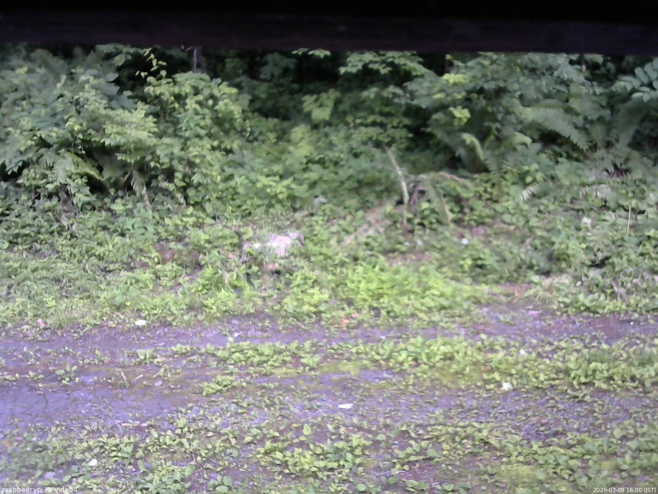 長野県菅平高原 ゆたか山荘 東側(坂下) 2026/07/09 16:00