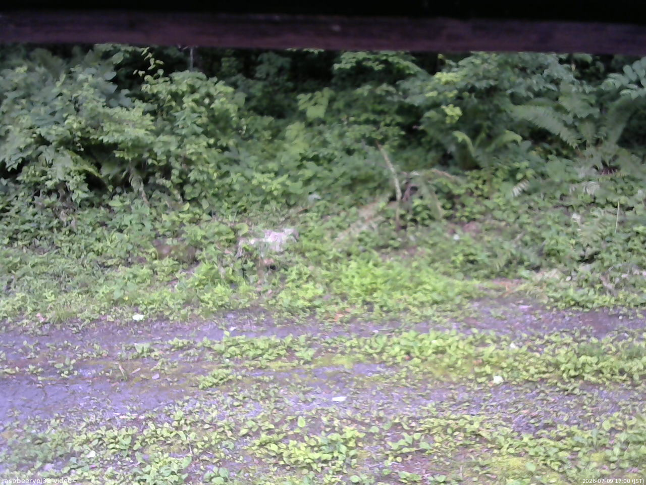 長野県菅平高原 ゆたか山荘 東側(坂下) 2026/07/09 17:00