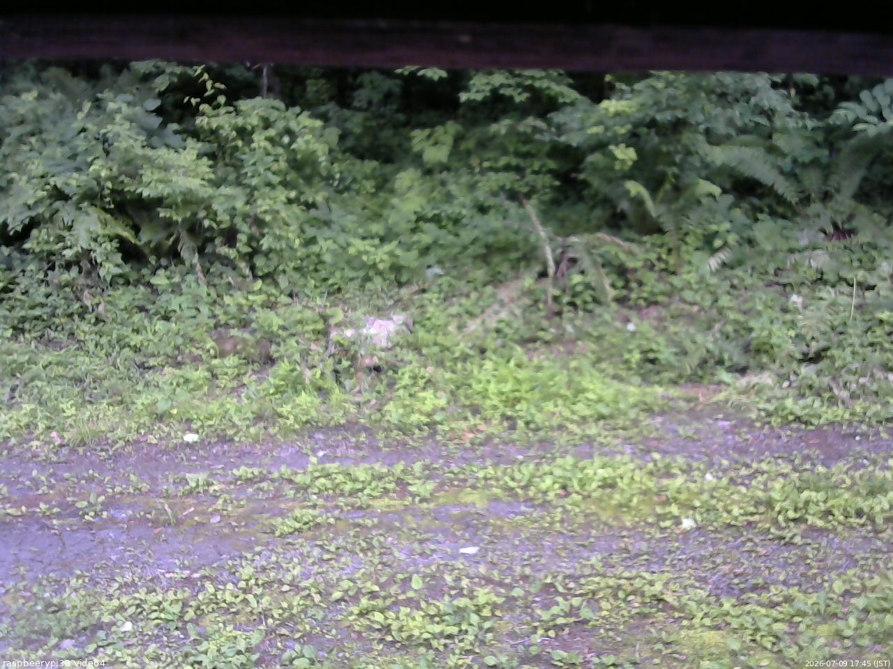 長野県菅平高原 ゆたか山荘 東側(坂下) 2026/07/09 17:45