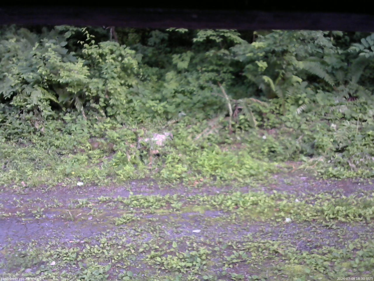 長野県菅平高原 ゆたか山荘 東側(坂下) 2026/07/09 18:30