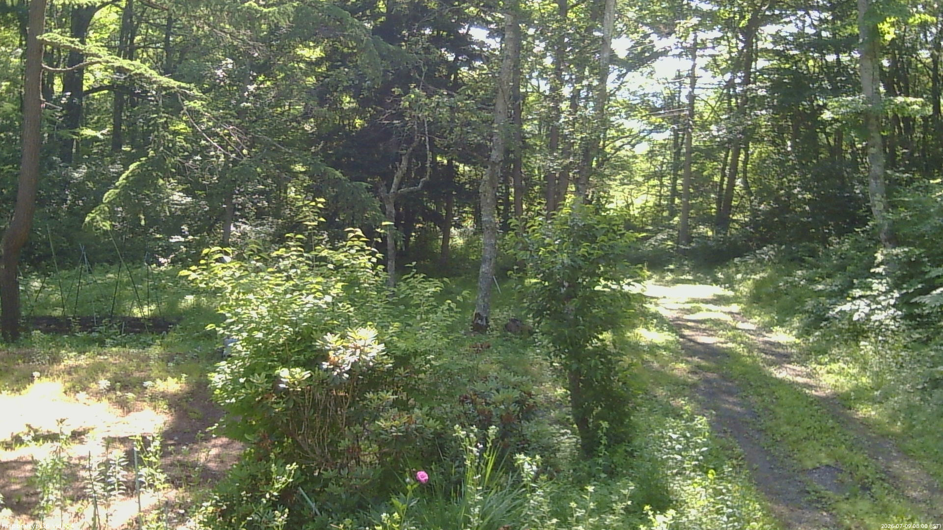 長野県菅平高原 ゆたか山荘 坂上 2026/07/09 08:00