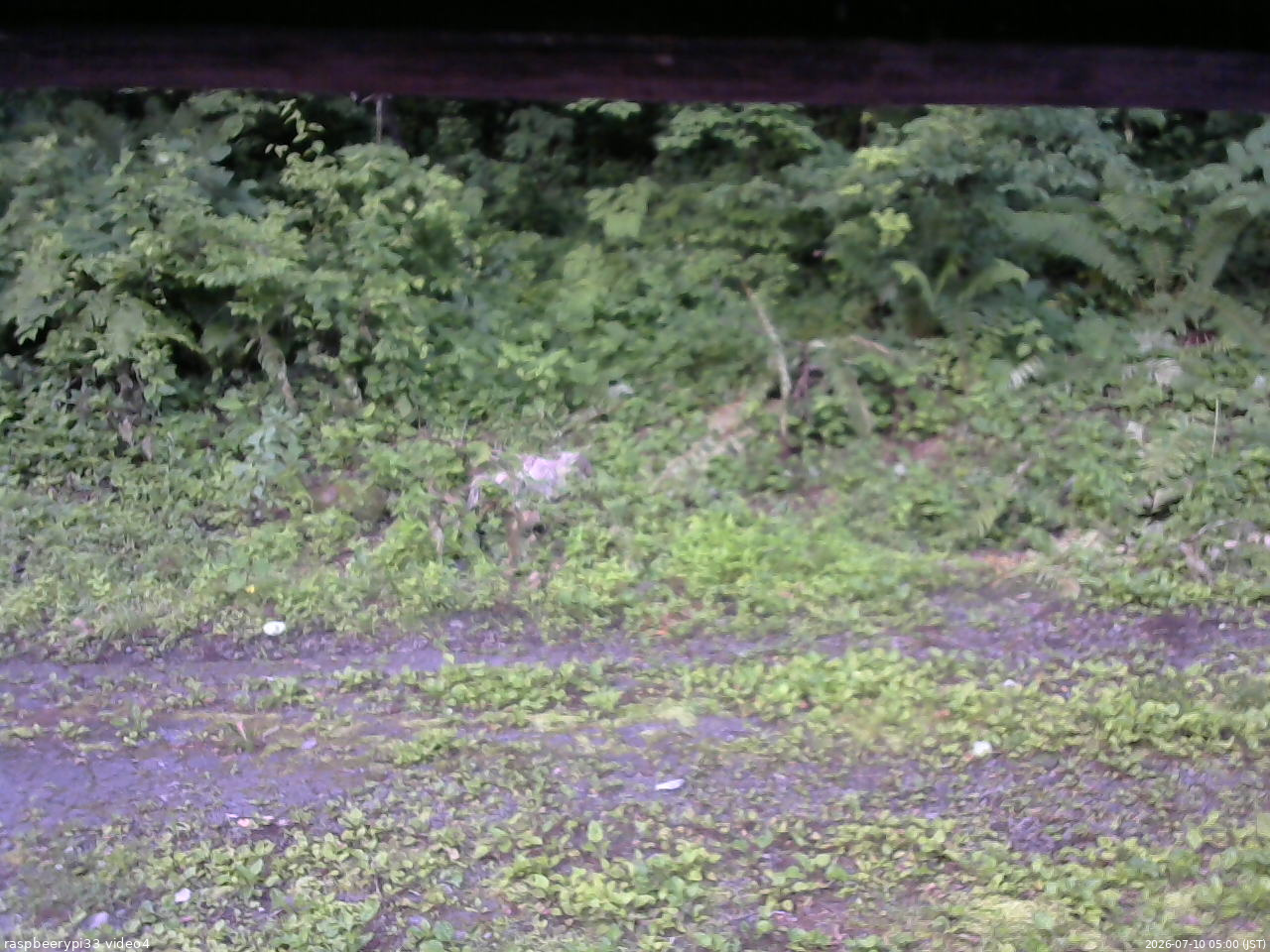 長野県菅平高原 ゆたか山荘 東側(坂下) 2026/07/10 05:00