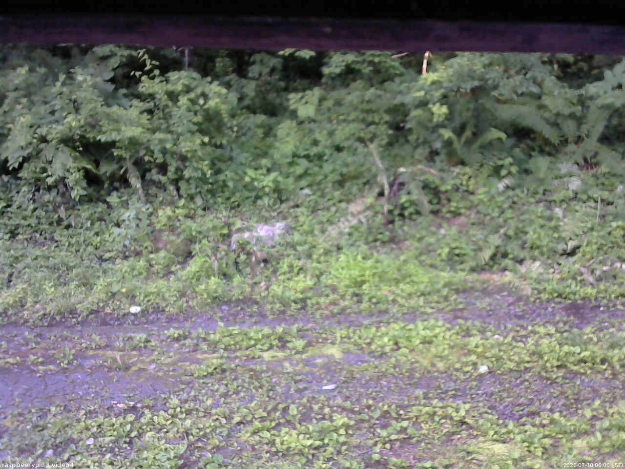 長野県菅平高原 ゆたか山荘 東側(坂下) 2026/07/10 06:00