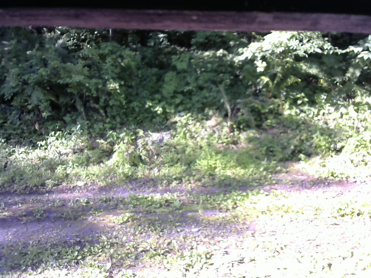 長野県菅平高原 ゆたか山荘 東側(坂下) 2026/07/10 07:15