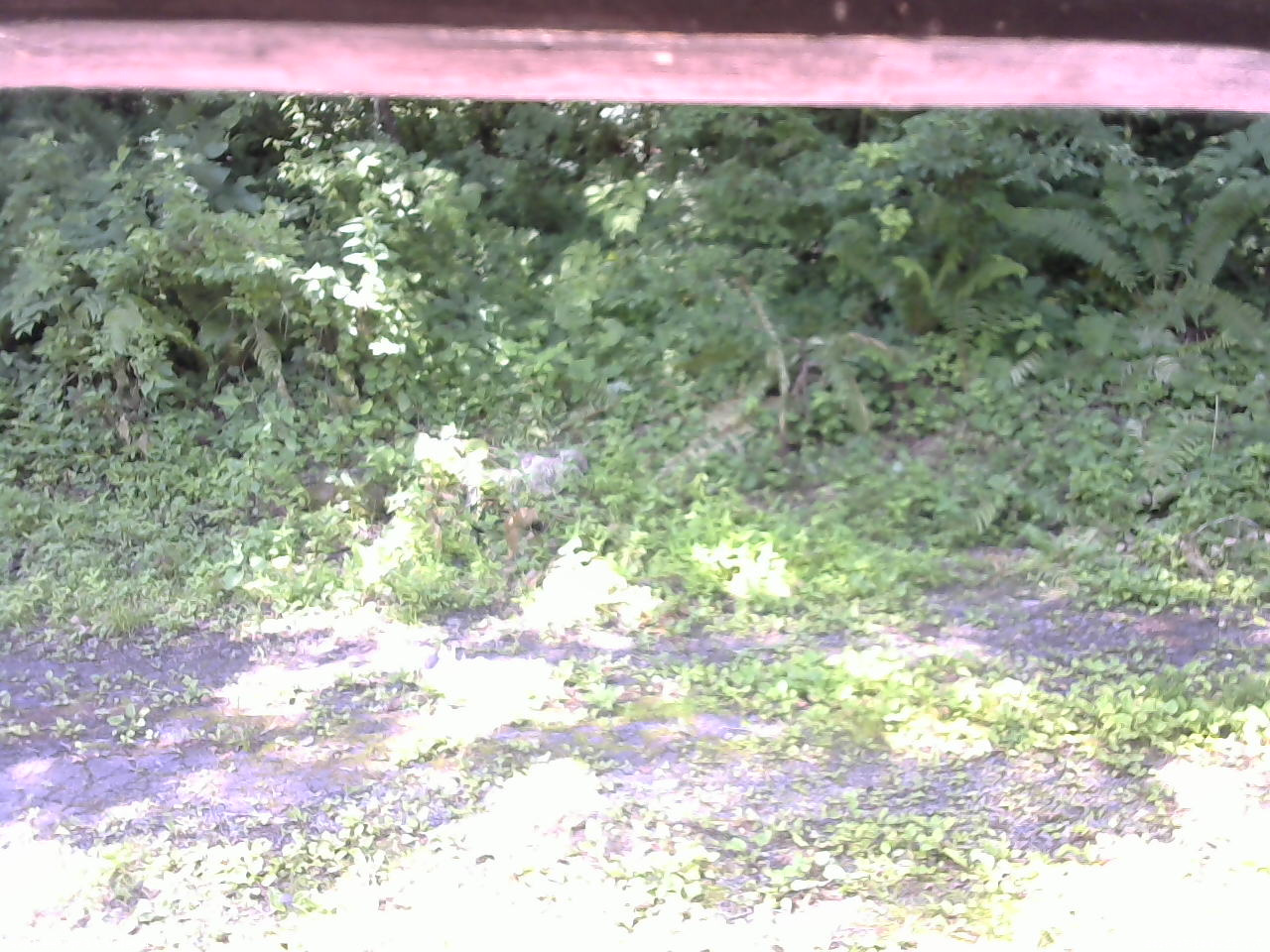 長野県菅平高原 ゆたか山荘 東側(坂下) 2026/07/10 09:15
