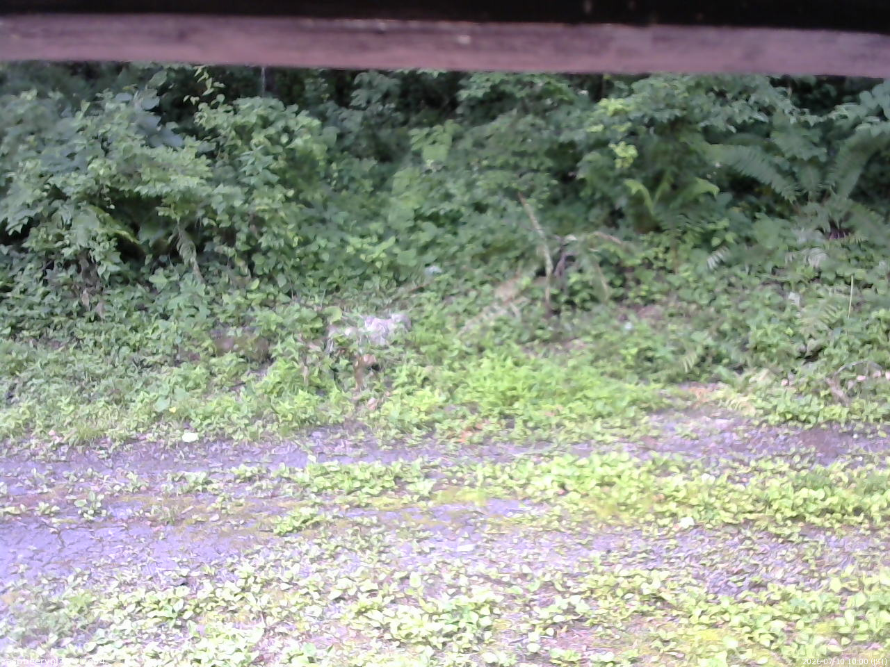 長野県菅平高原 ゆたか山荘 東側(坂下) 2026/07/10 10:00