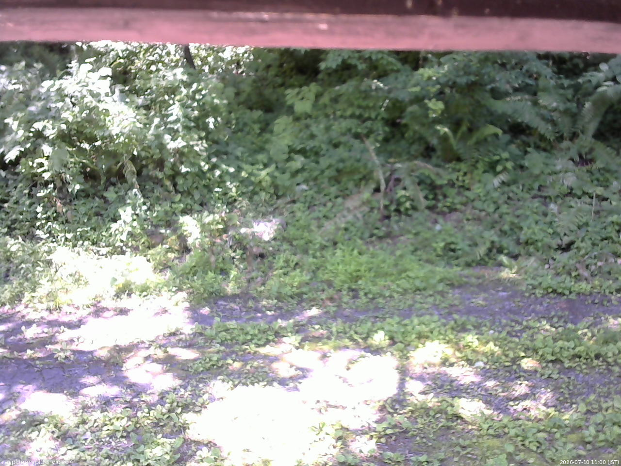 長野県菅平高原 ゆたか山荘 東側(坂下) 2026/07/10 11:00