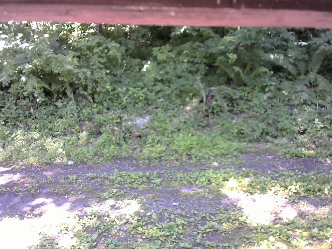長野県菅平高原 ゆたか山荘 東側(坂下) 2026/07/10 11:30