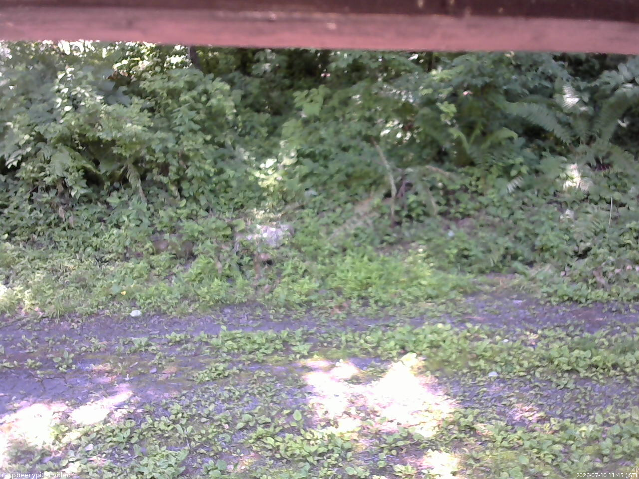 長野県菅平高原 ゆたか山荘 東側(坂下) 2026/07/10 11:45