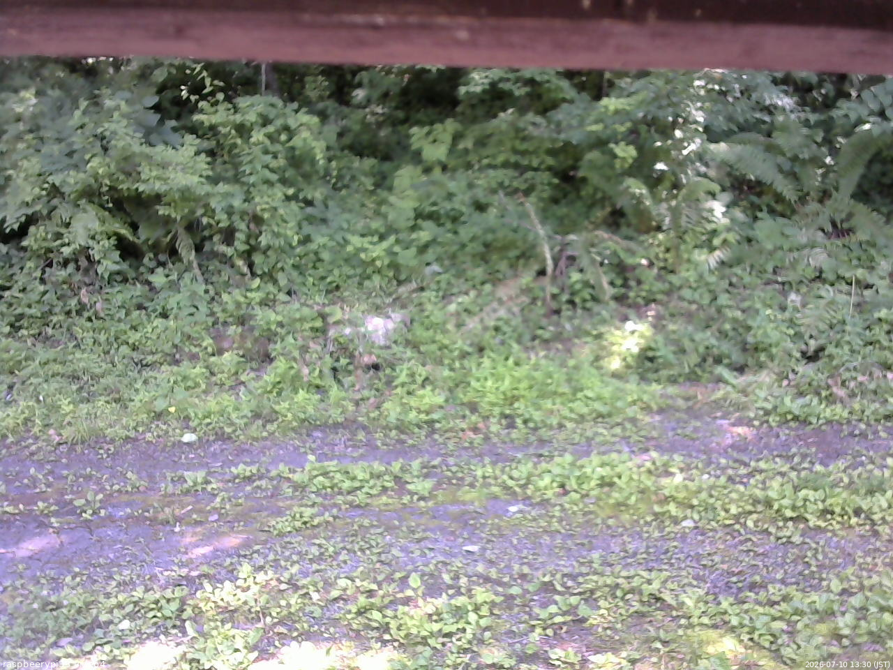 長野県菅平高原 ゆたか山荘 東側(坂下) 2026/07/10 13:30