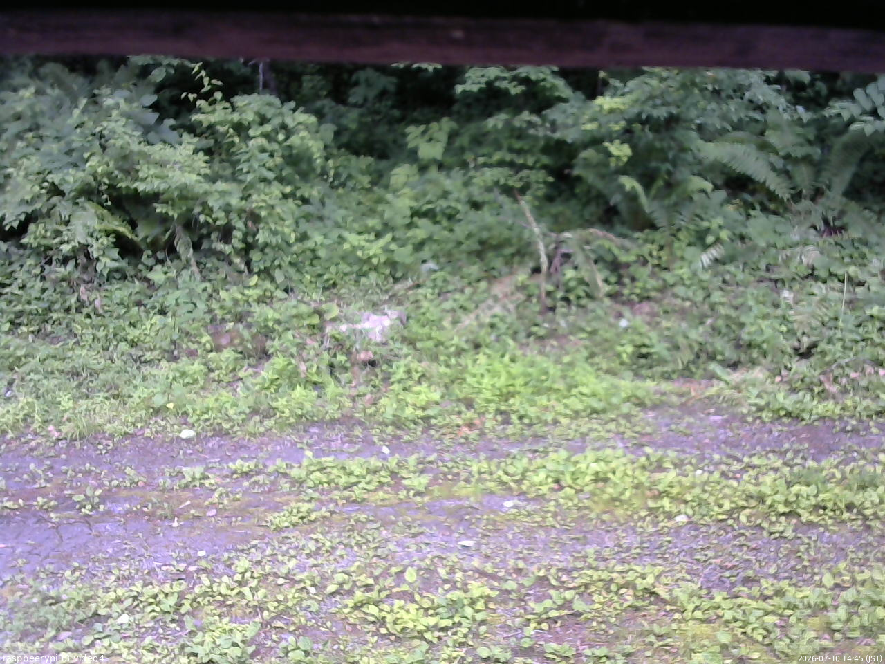 長野県菅平高原 ゆたか山荘 東側(坂下) 2026/07/10 14:45