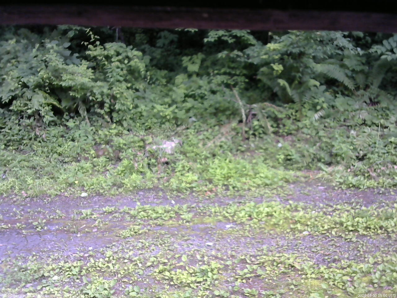長野県菅平高原 ゆたか山荘 東側(坂下) 2026/07/10 15:00