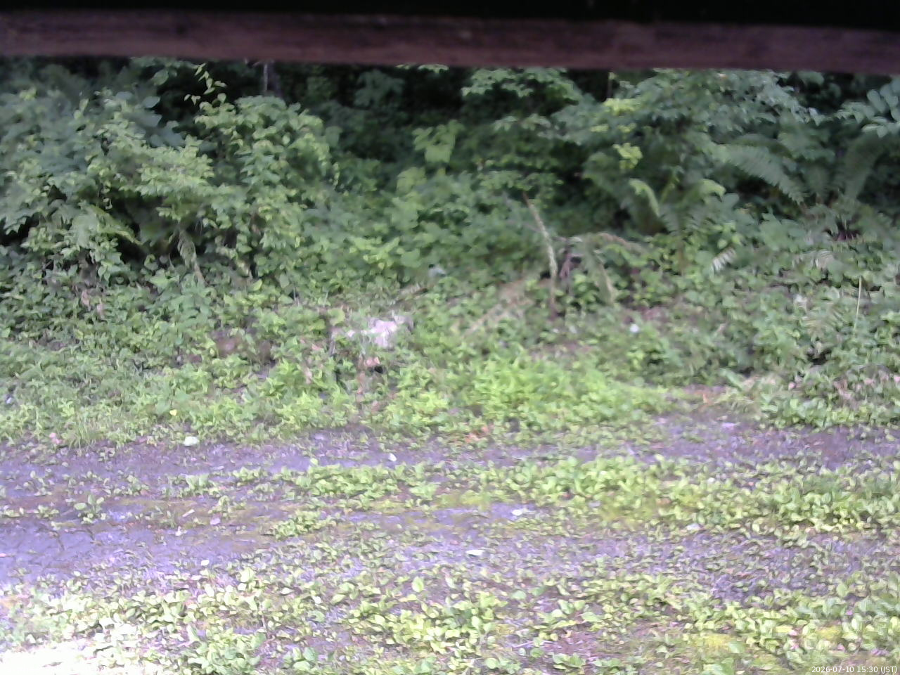 長野県菅平高原 ゆたか山荘 東側(坂下) 2026/07/10 15:30