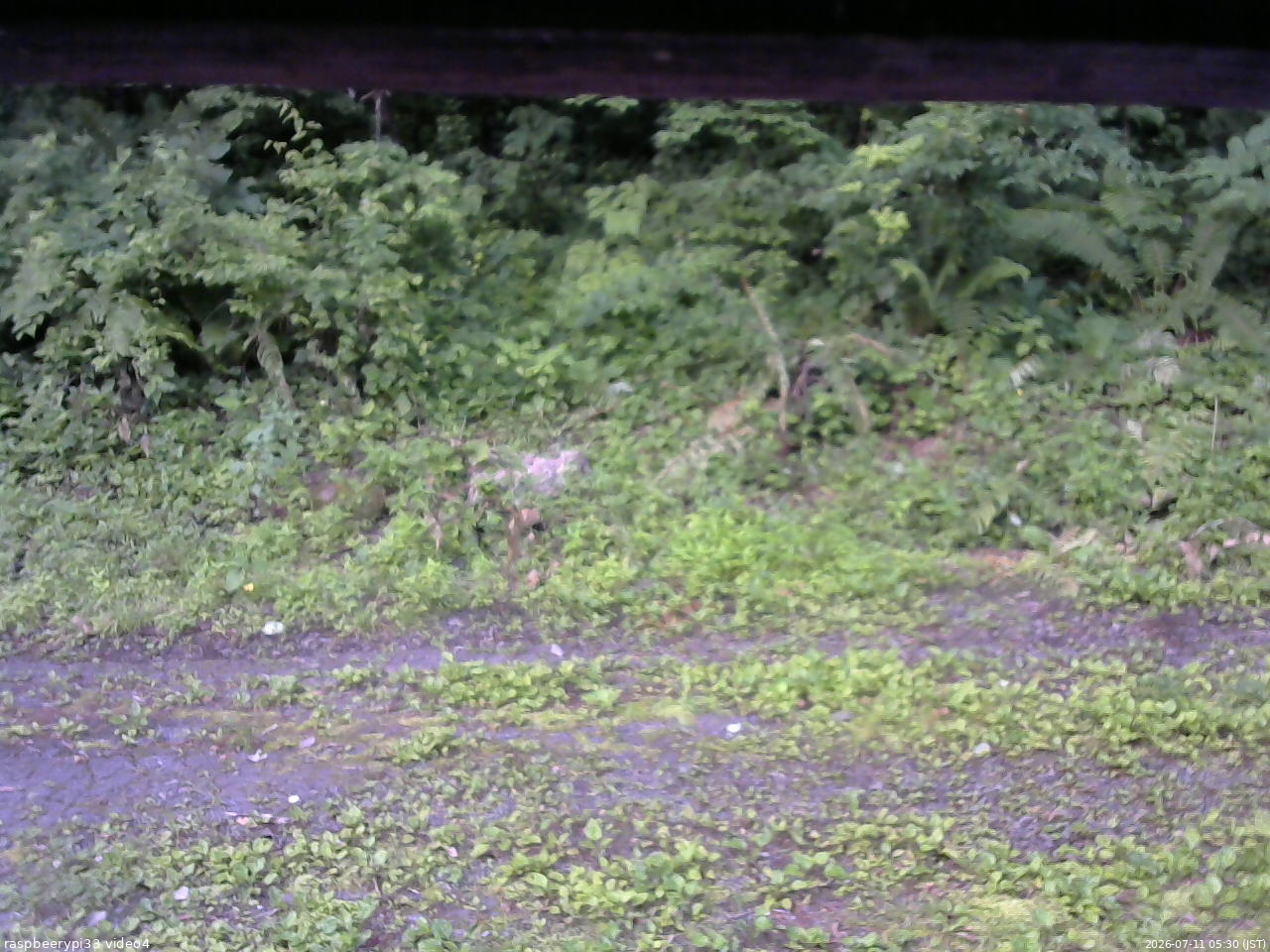 長野県菅平高原 ゆたか山荘 東側(坂下) 2026/07/11 05:30