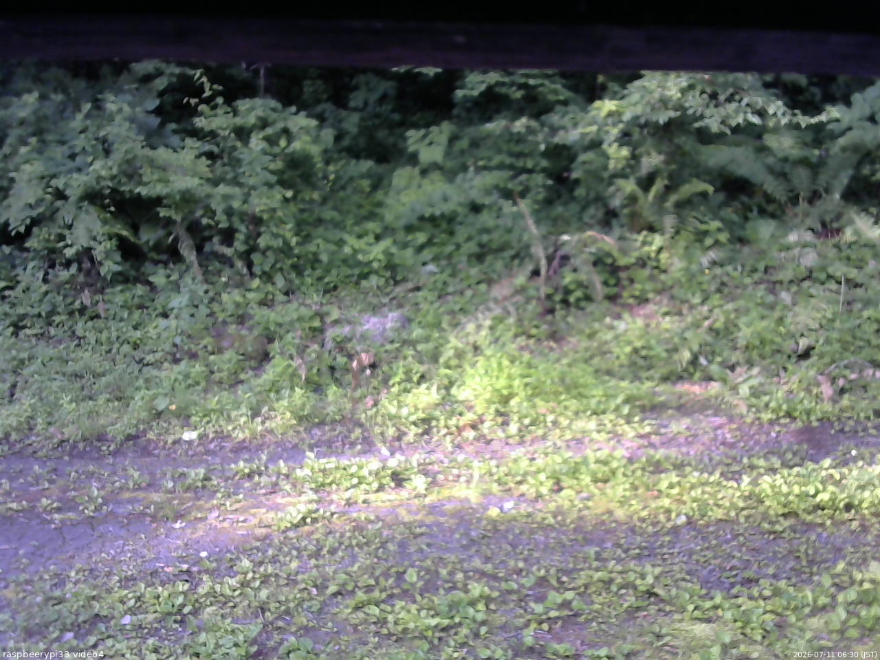 長野県菅平高原 ゆたか山荘 東側(坂下) 2026/07/11 06:30