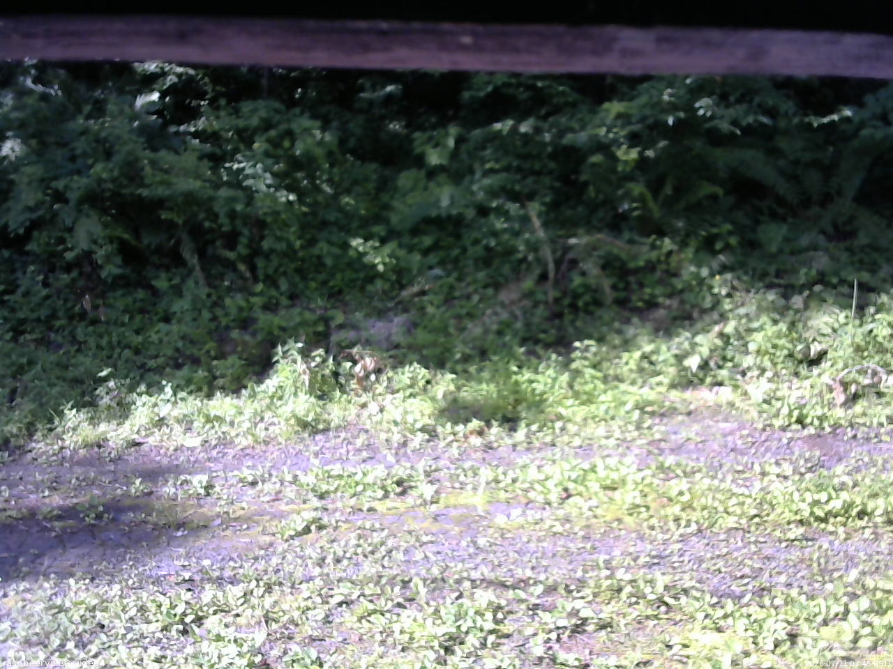 長野県菅平高原 ゆたか山荘 東側(坂下) 2026/07/11 07:45
