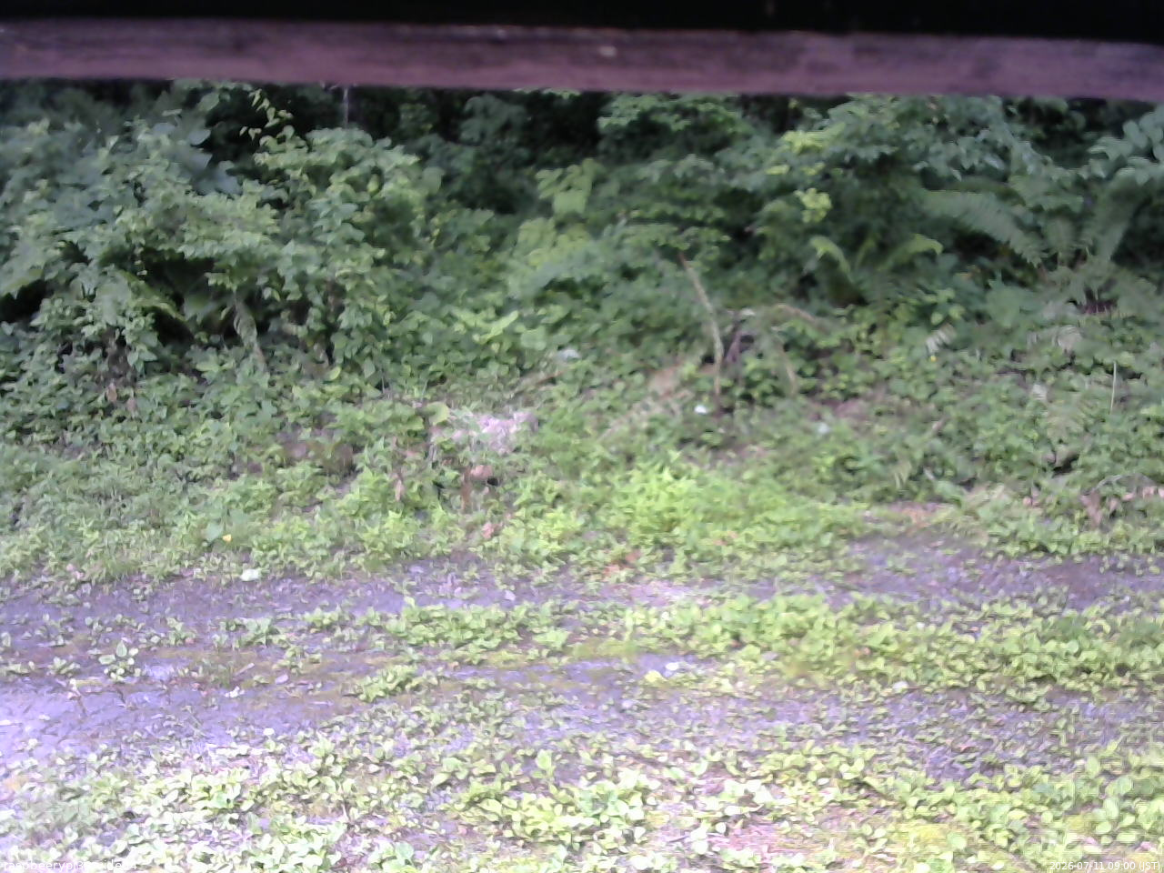 長野県菅平高原 ゆたか山荘 東側(坂下) 2026/07/11 09:00