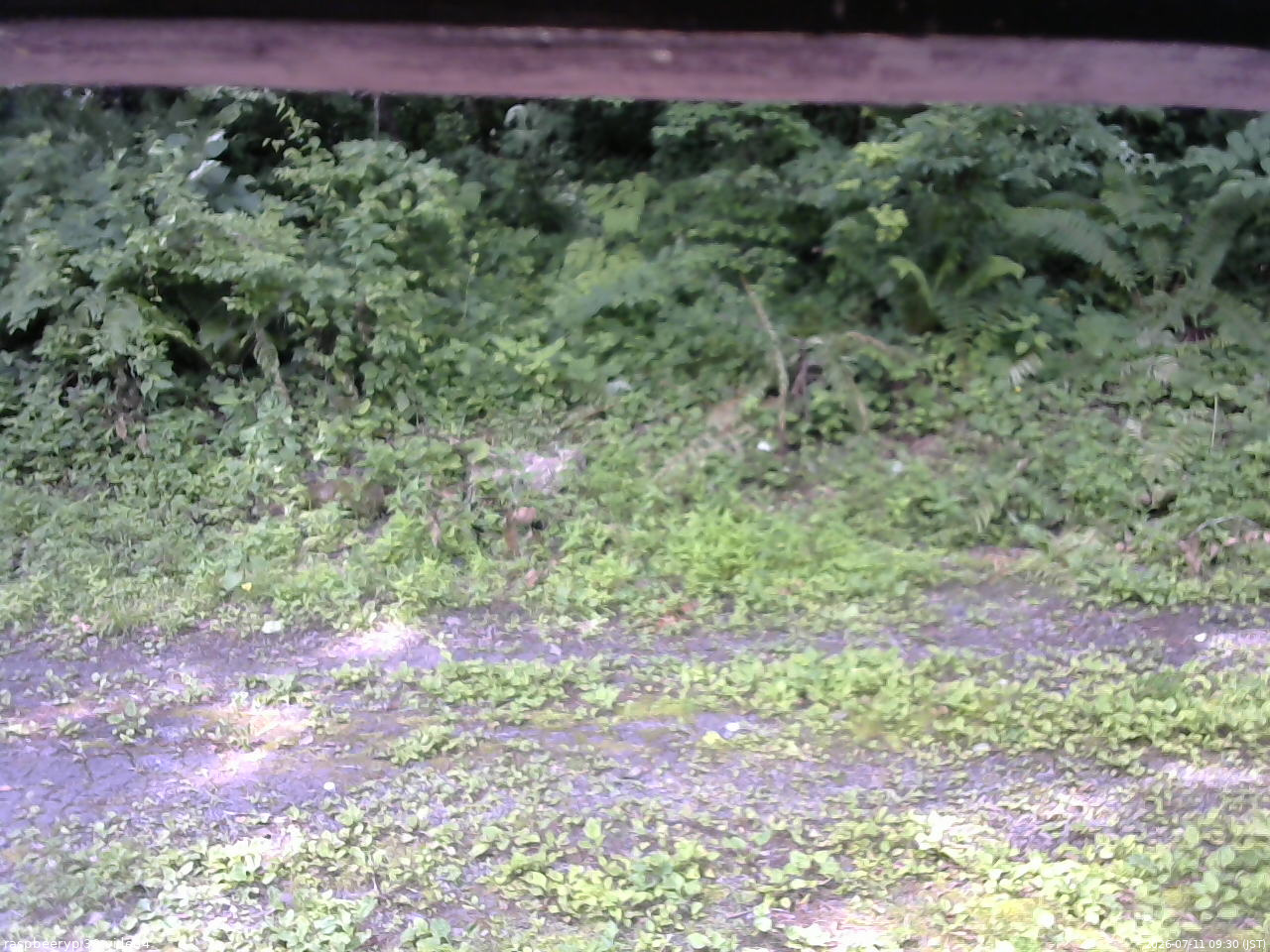 長野県菅平高原 ゆたか山荘 東側(坂下) 2026/07/11 09:30