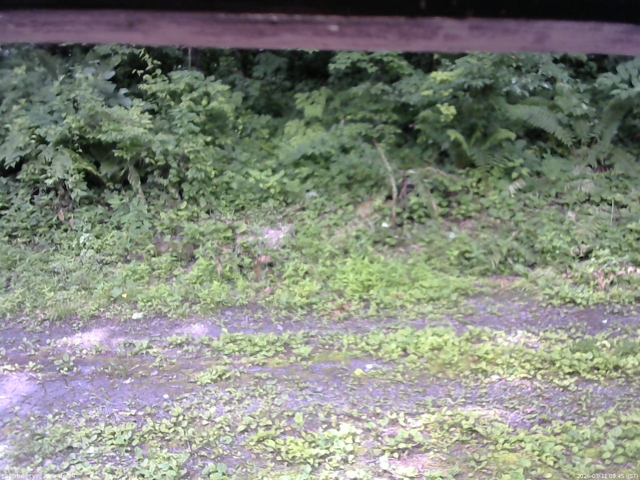 長野県菅平高原 ゆたか山荘 東側(坂下) 2026/07/11 09:45