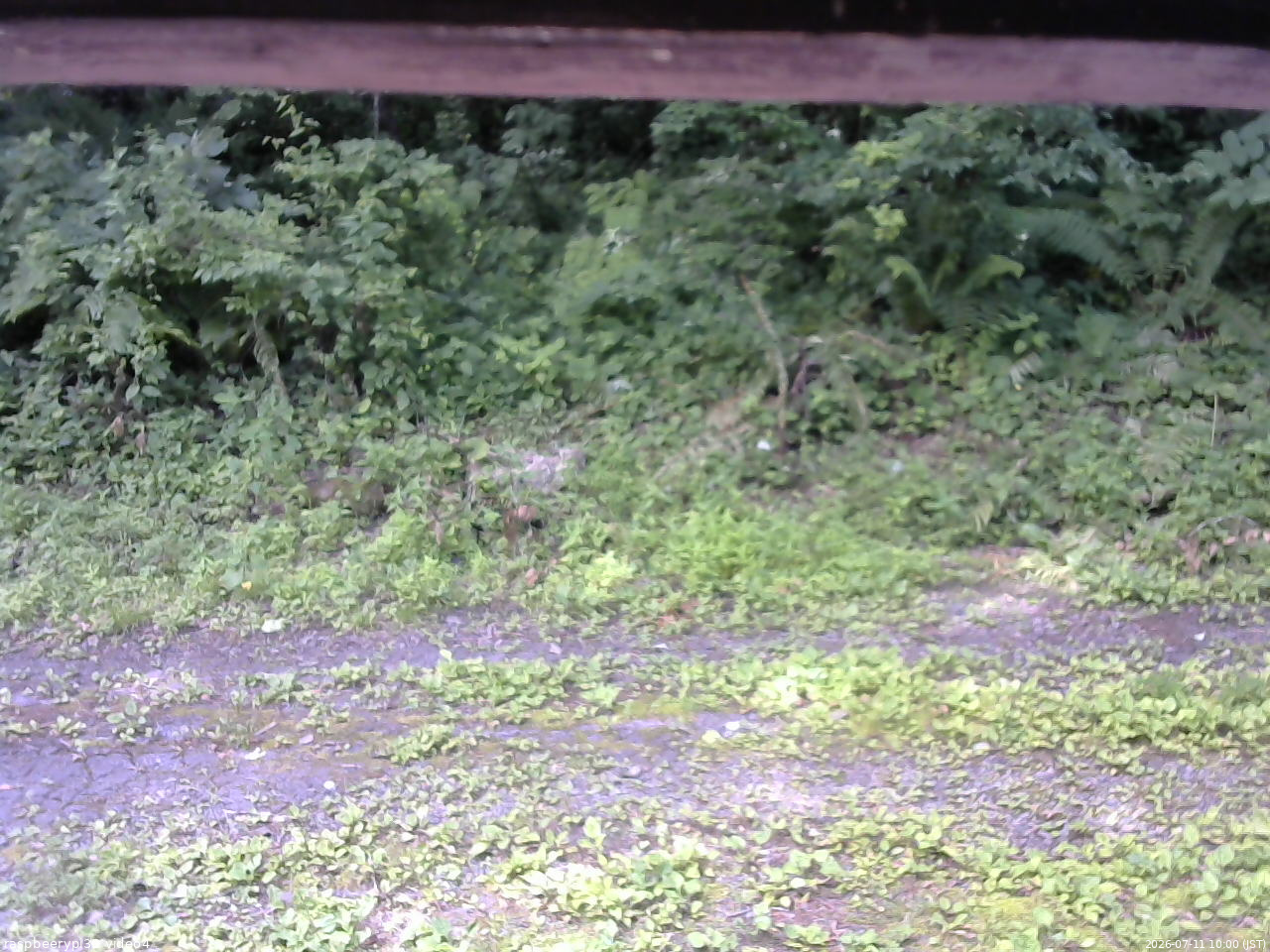 長野県菅平高原 ゆたか山荘 東側(坂下) 2026/07/11 10:00