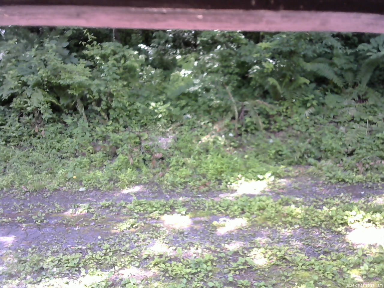 長野県菅平高原 ゆたか山荘 東側(坂下) 2026/07/11 10:15