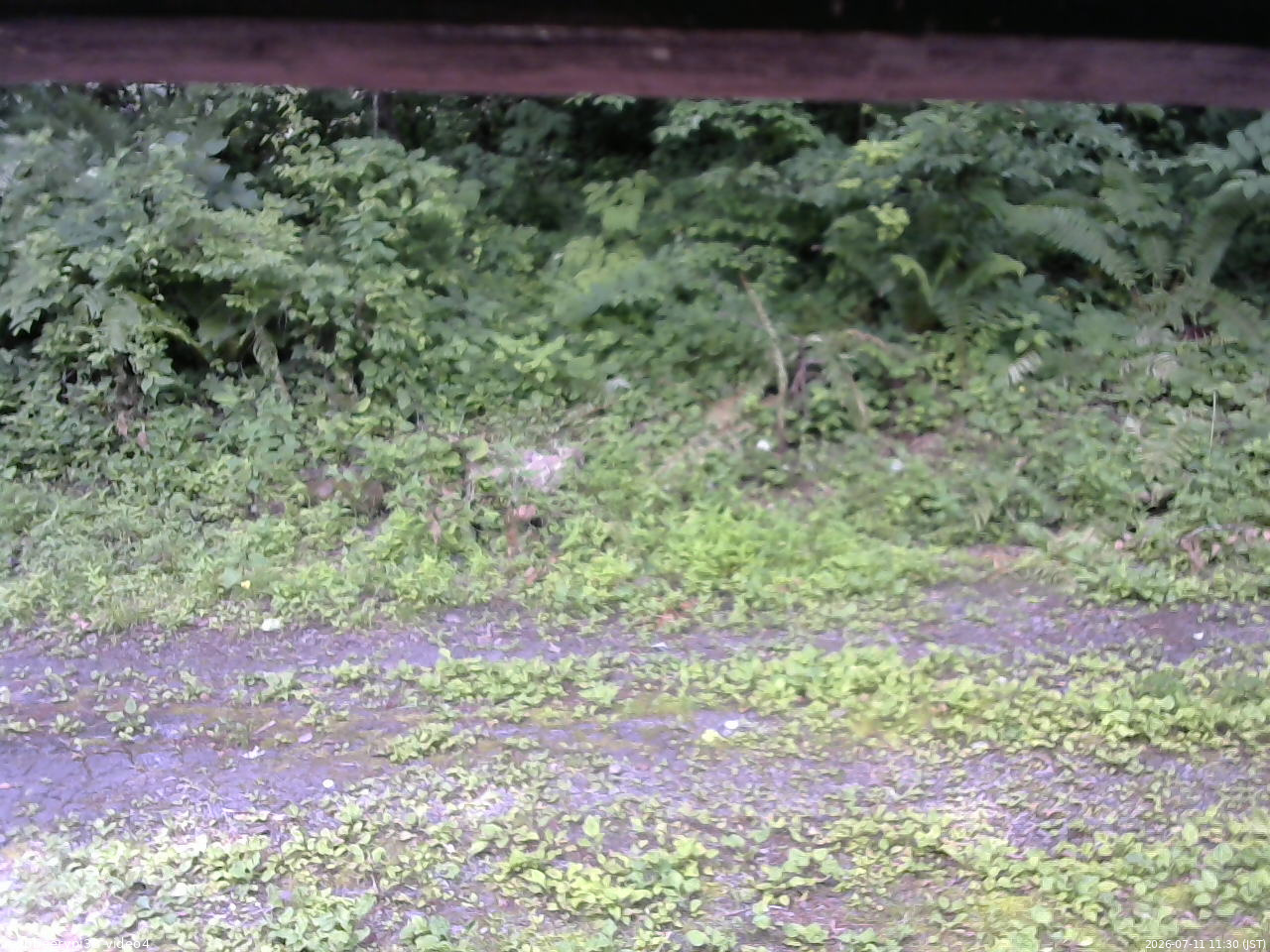 長野県菅平高原 ゆたか山荘 東側(坂下) 2026/07/11 11:30