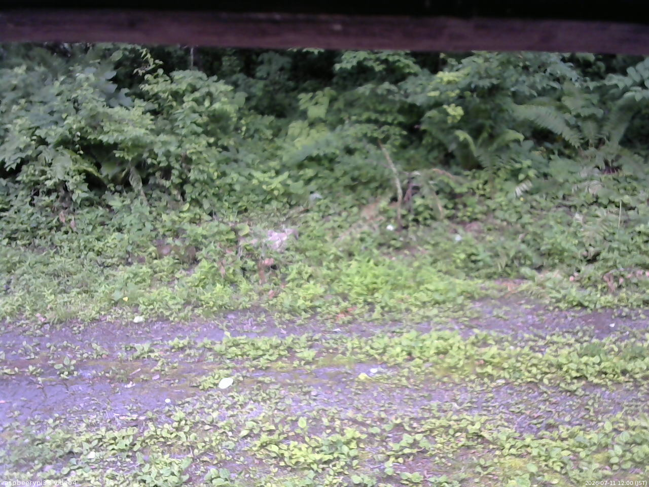 長野県菅平高原 ゆたか山荘 東側(坂下) 2026/07/11 12:00