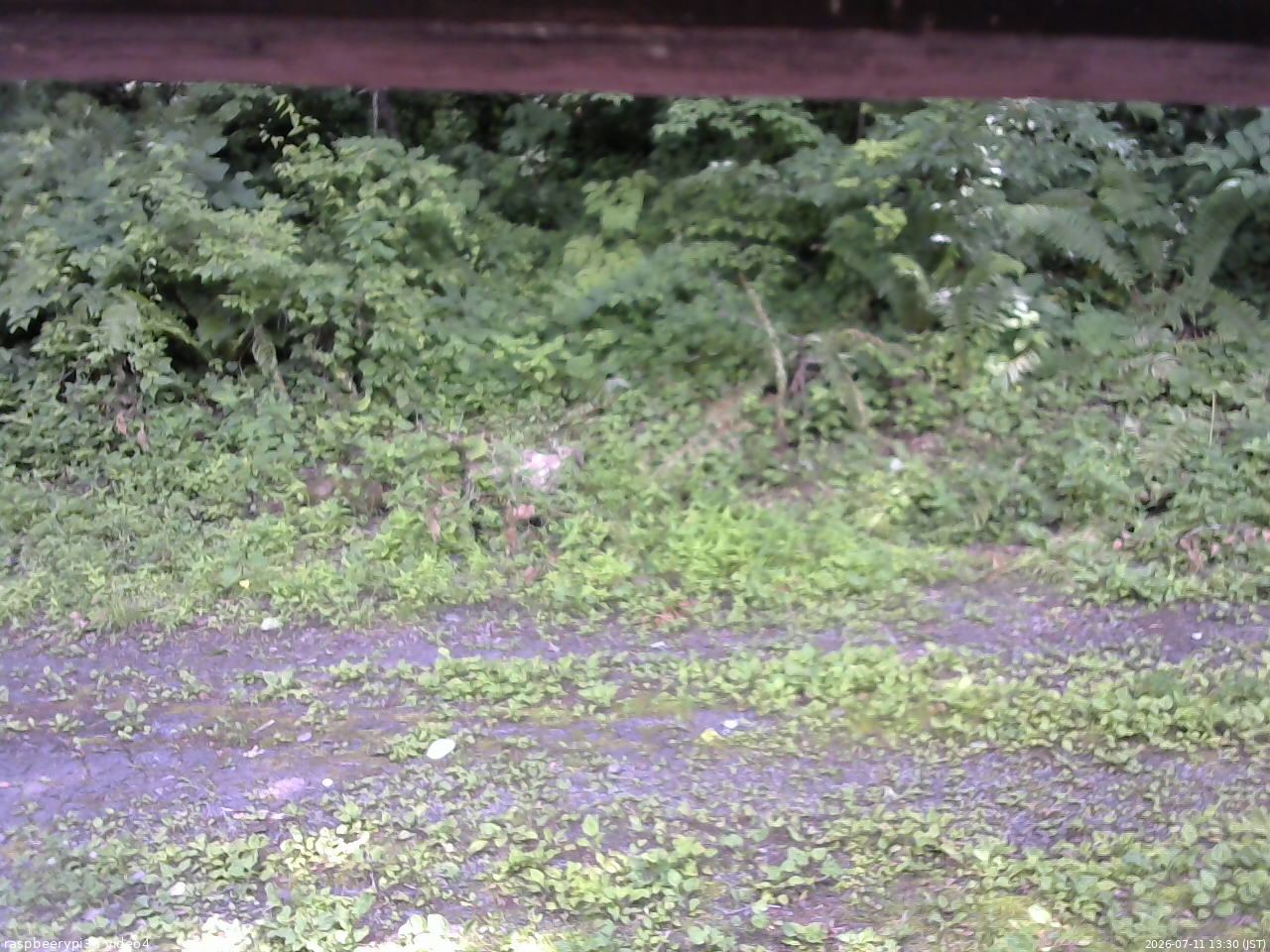 長野県菅平高原 ゆたか山荘 東側(坂下) 2026/07/11 13:30
