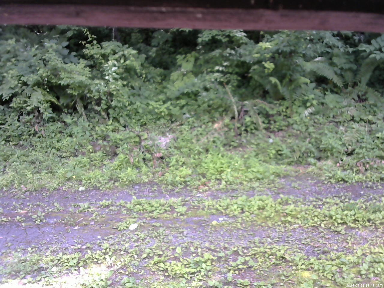 長野県菅平高原 ゆたか山荘 東側(坂下) 2026/07/11 13:45