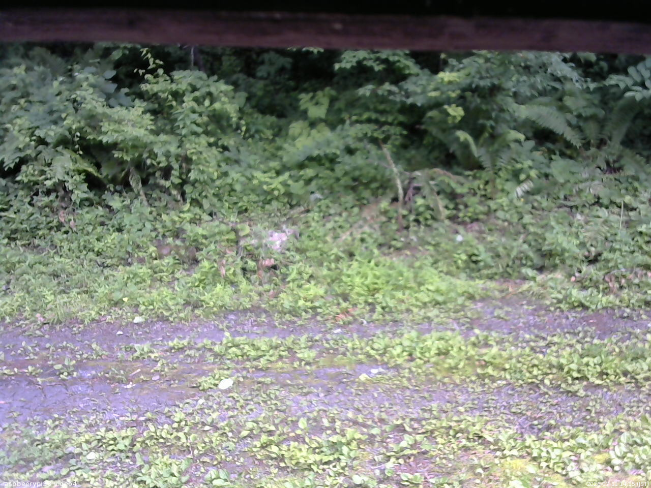 長野県菅平高原 ゆたか山荘 東側(坂下) 2026/07/11 14:15