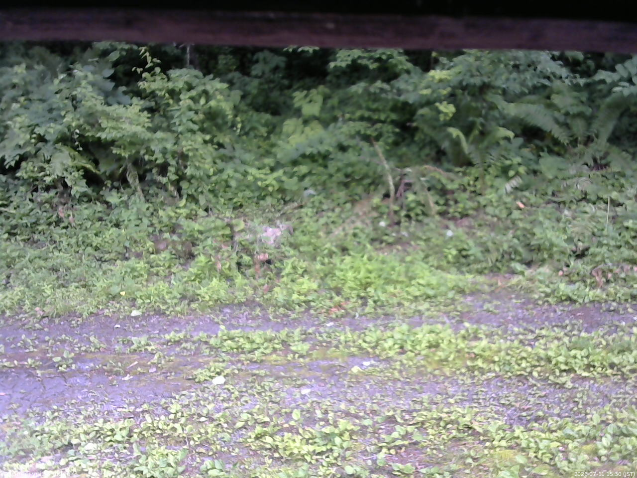 長野県菅平高原 ゆたか山荘 東側(坂下) 2026/07/11 15:30