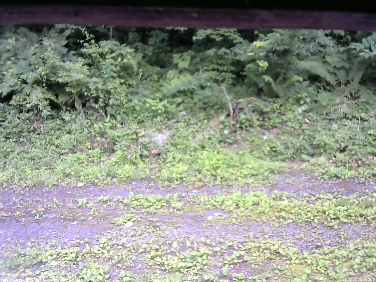 長野県菅平高原 ゆたか山荘 東側(坂下) 2026/07/11 16:00
