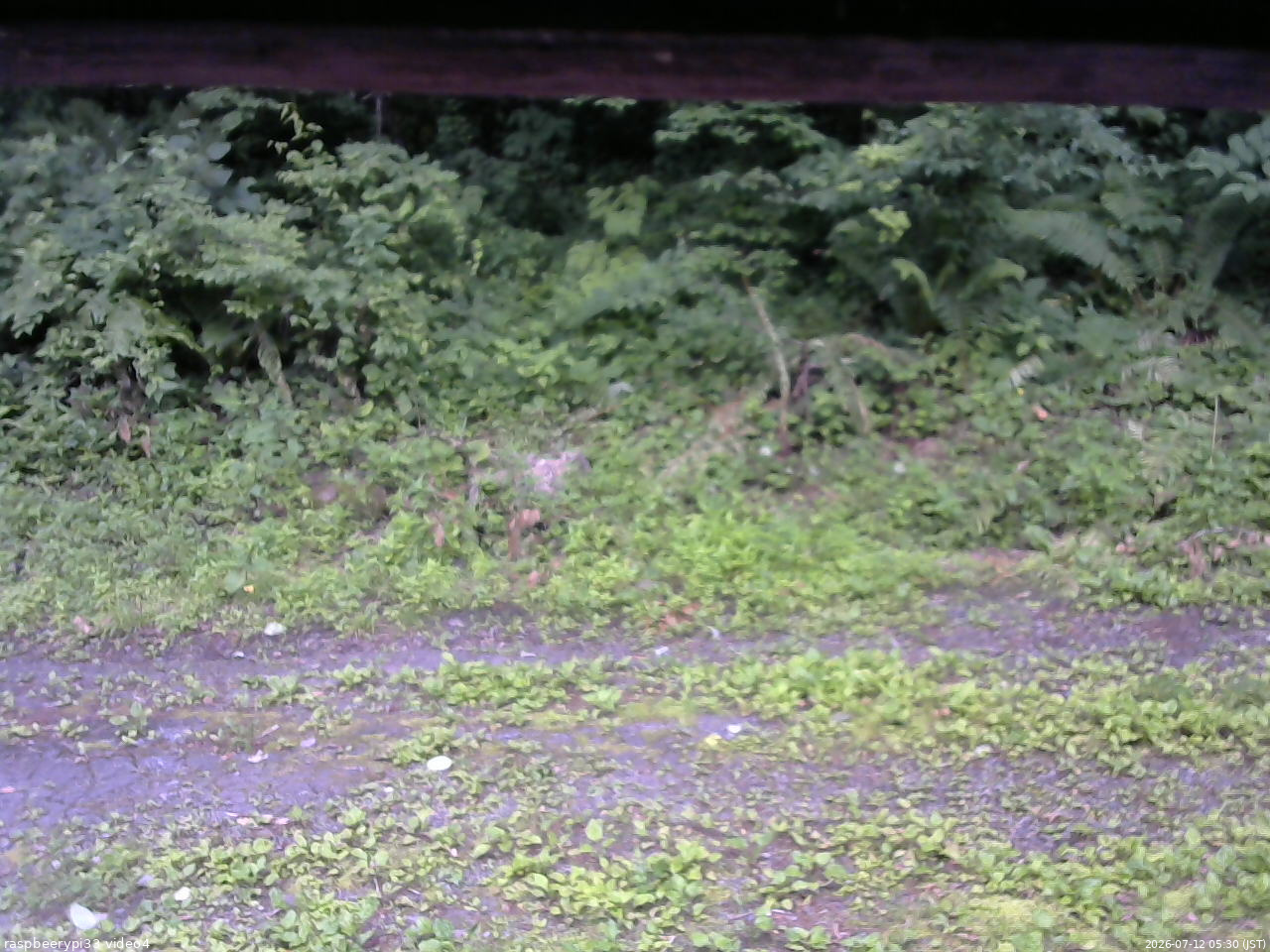 長野県菅平高原 ゆたか山荘 東側(坂下) 2026/07/12 05:30