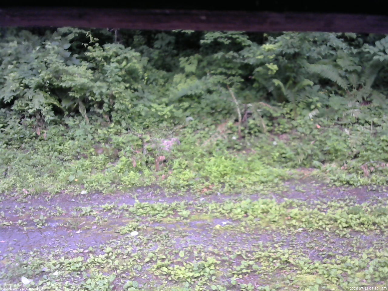 長野県菅平高原 ゆたか山荘 東側(坂下) 2026/07/12 07:30